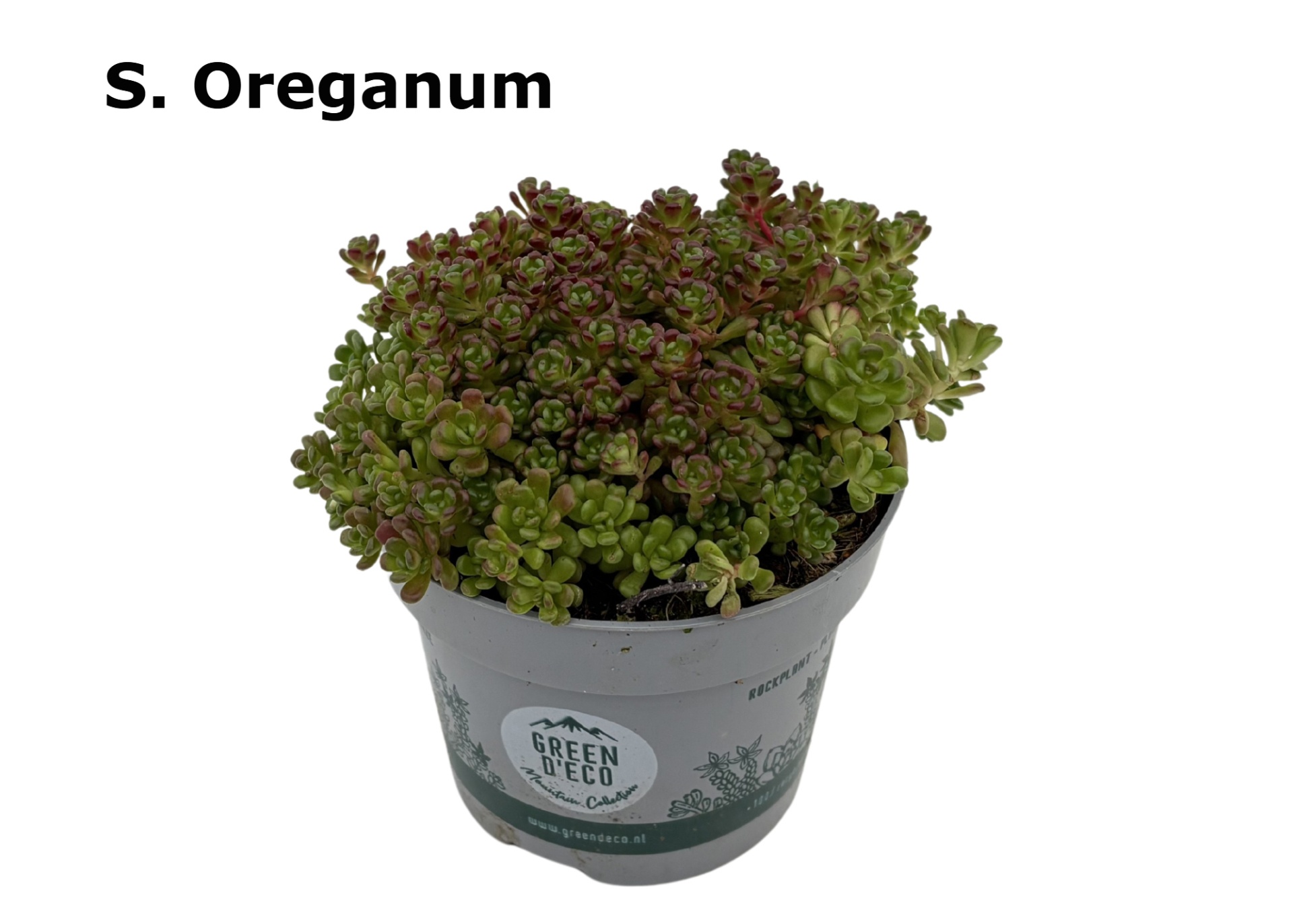 Sedum 9 cm oreganum, D 9 cm