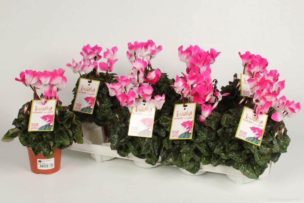 Cyclamen Indiaka Fuchsia, D 10,5