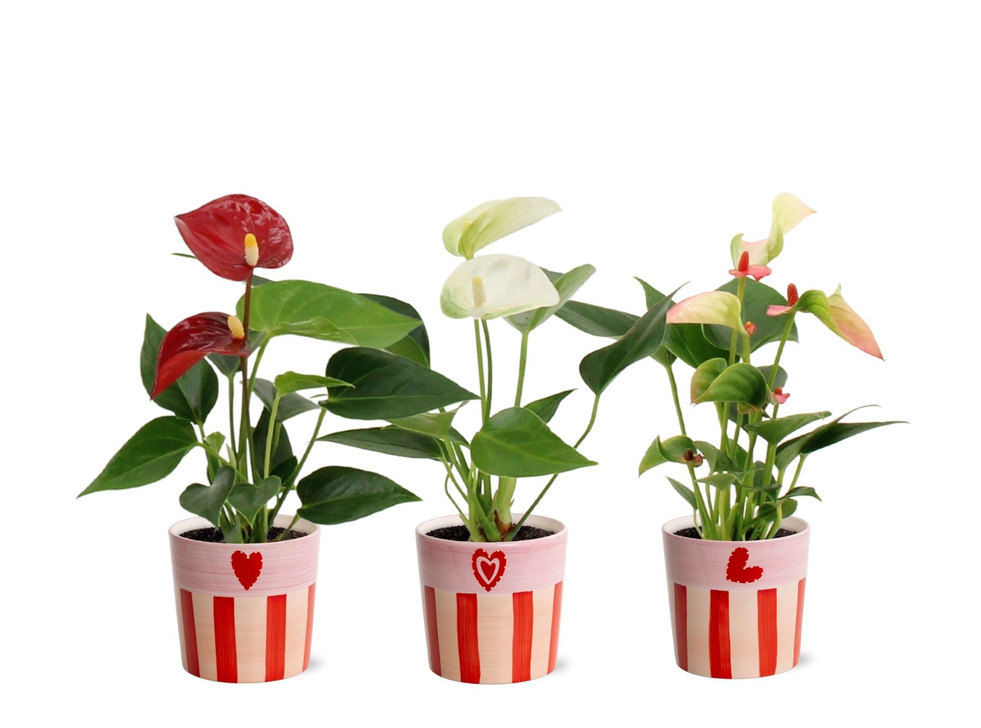 Anthurium 6 cm 3 color mix in Romee ceramics, D 6