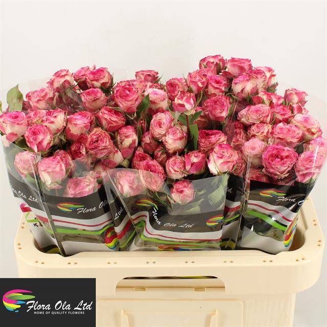 Роза куст. Айопенер 60, шт.