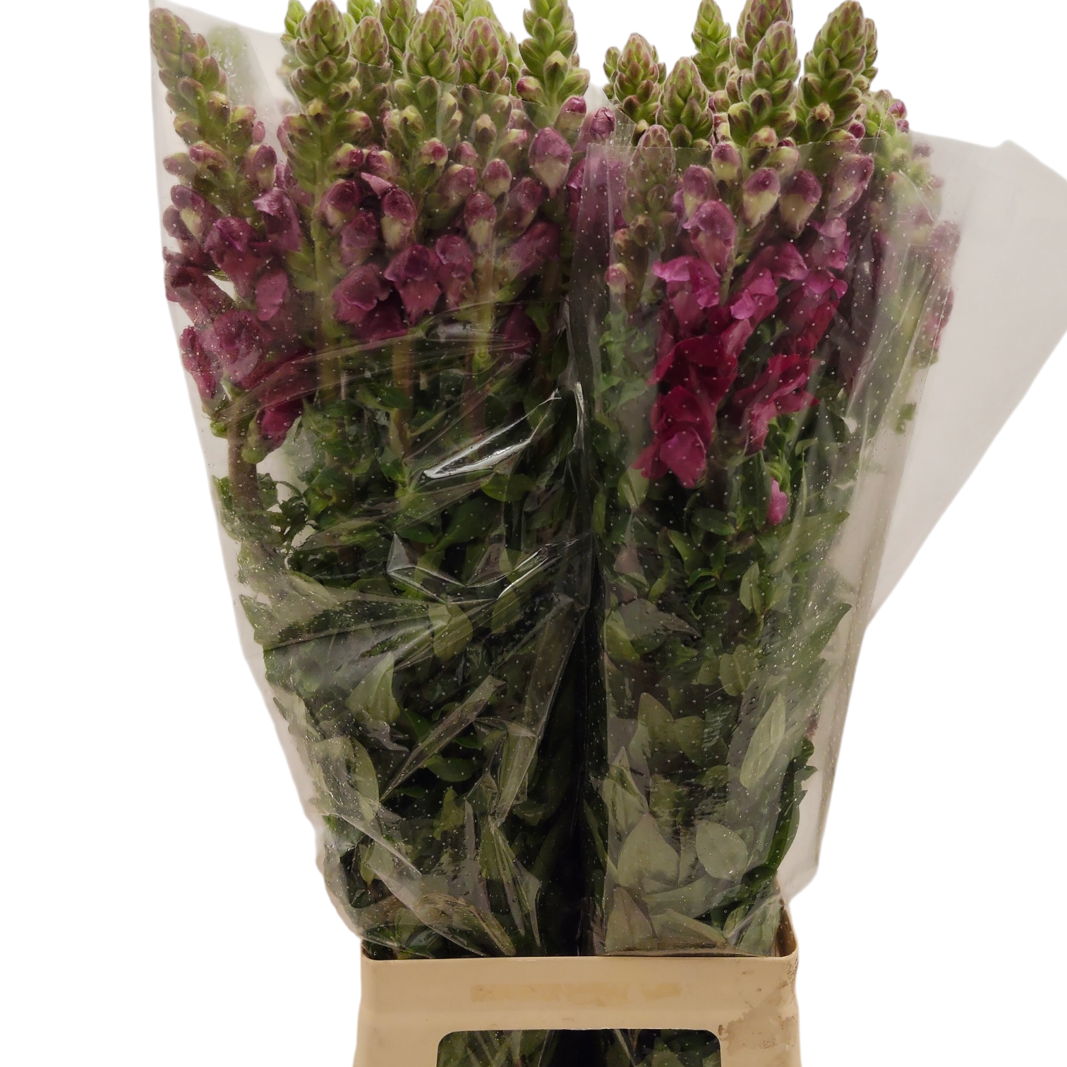 Антирринум Потомак Рэд (красн.), шт.