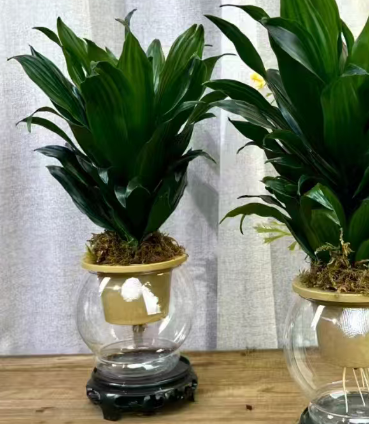 Драцена Гидропоник Зен Сан Год 12 30