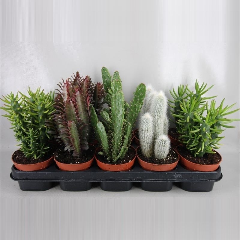 203 Half hoge zuilen mix 12 cm, D 12