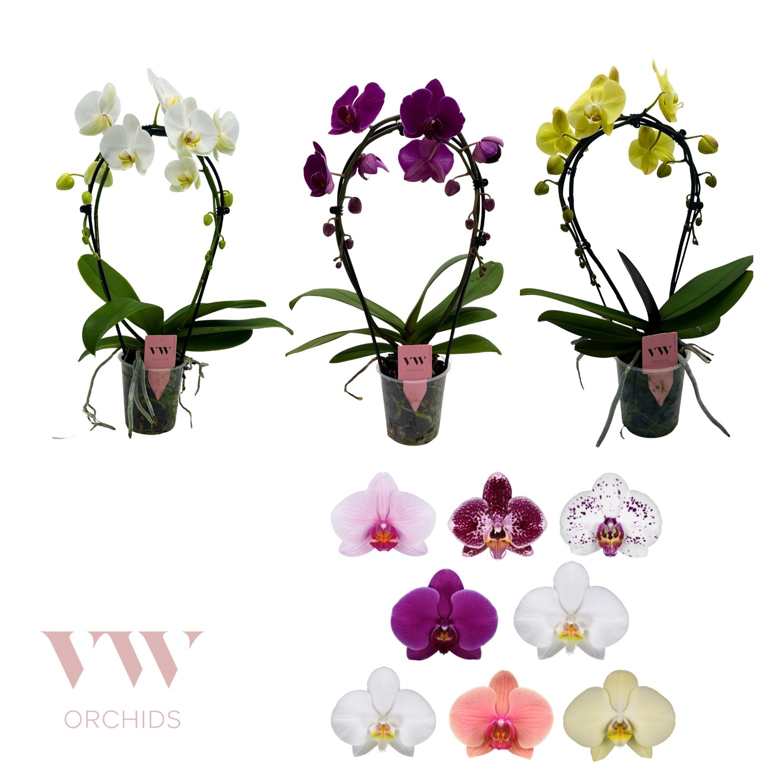Phalaenopsis Spiegelboog gemengd, D 12