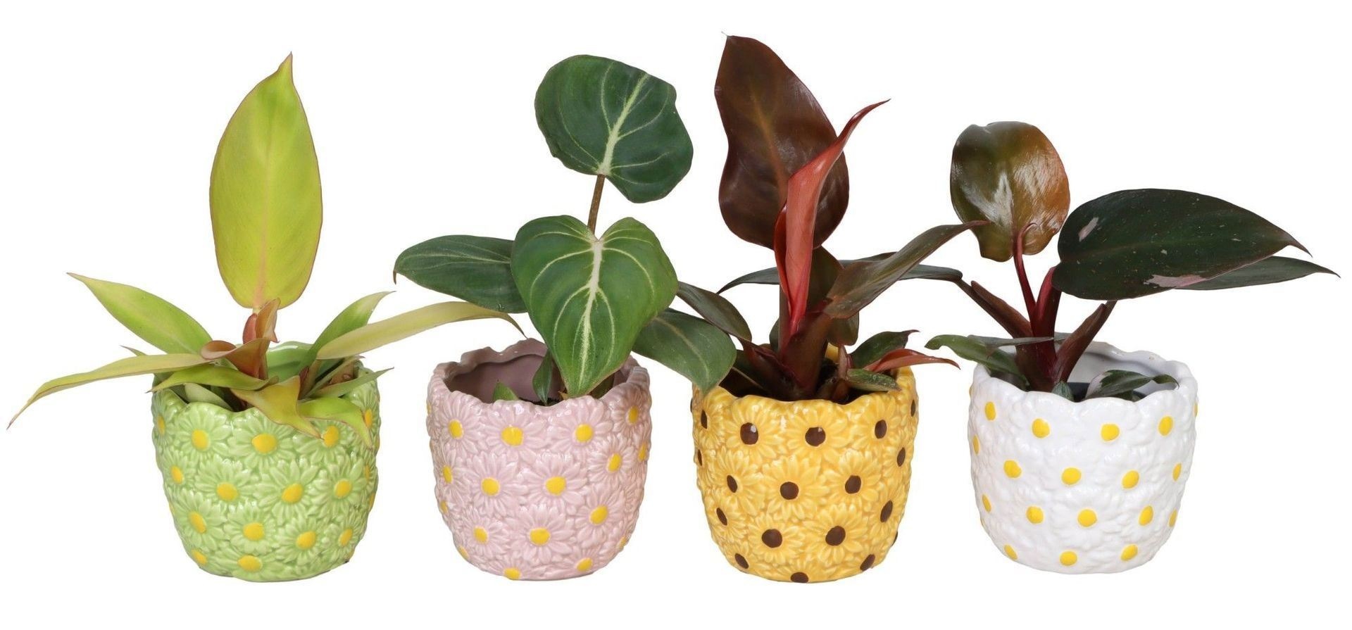 L 66568 with Philodendron Mix 6 cm, D 6