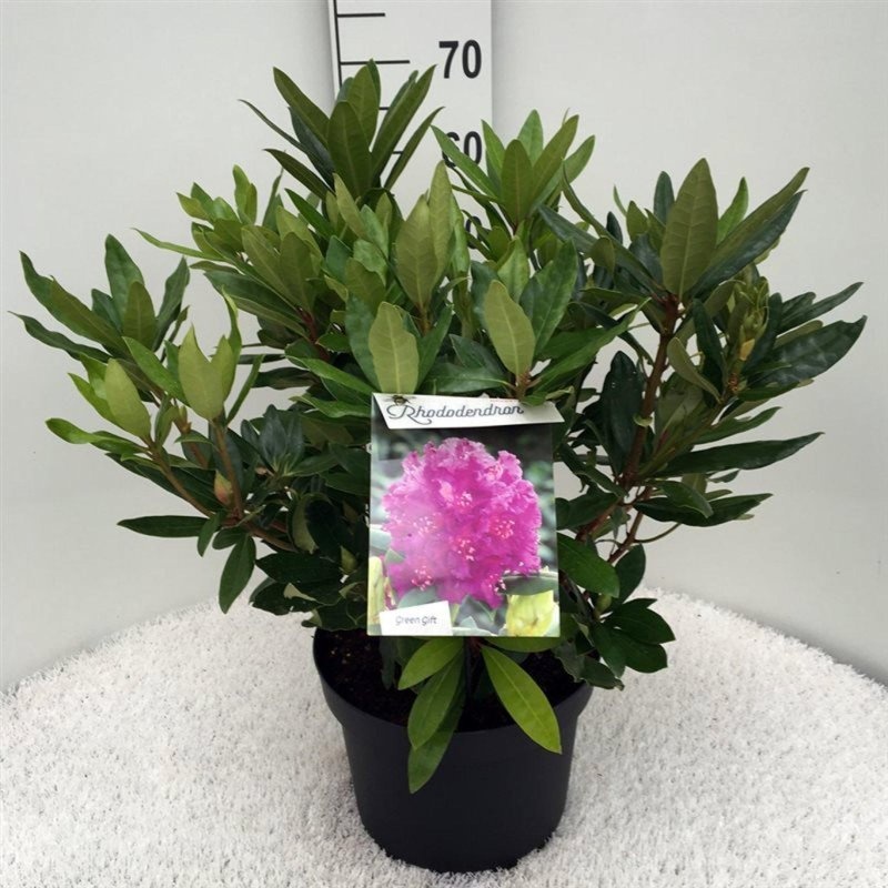 Rhododendron (P) 'Polarnacht', D 29