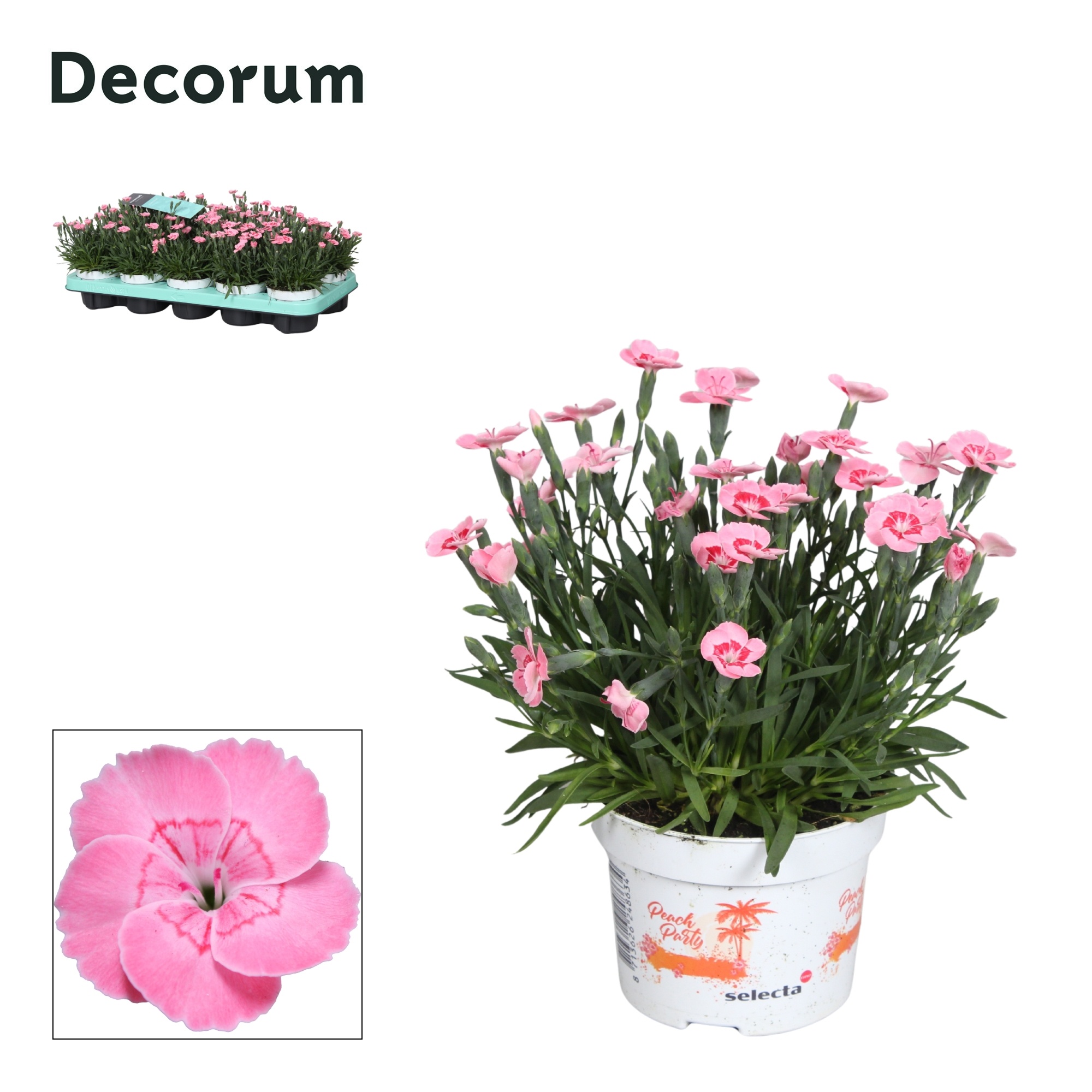 Dianthus - 10,5 cm - PEACH PARTY (salmon) - Decorum, D 10,5
