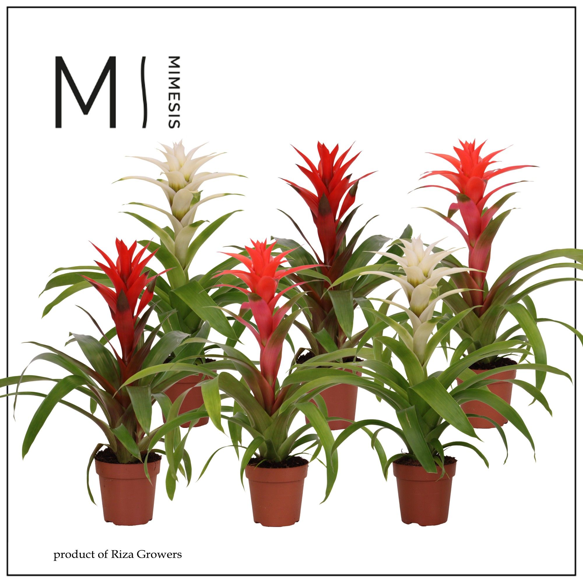 Guzmania Urban - 12cm | Mimesis, D 12
