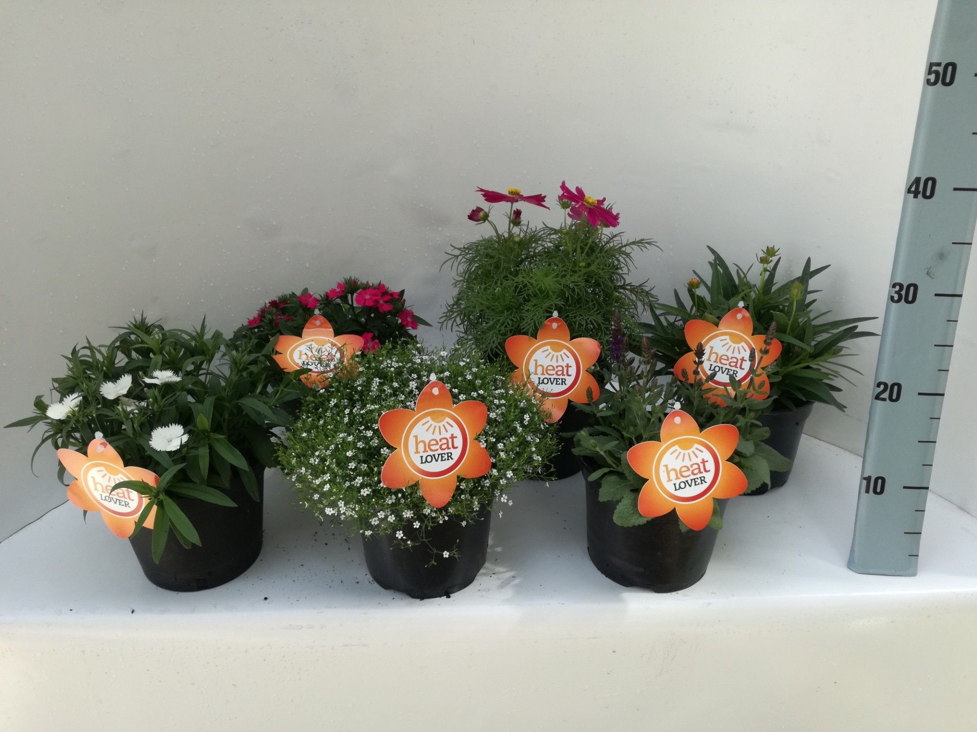 479 SV : P17 Assortiment zomerbloeiers Heat Lovers, Leucanthemum, Gaura, Veronica, Ajuga, Sanvitalia, D 17