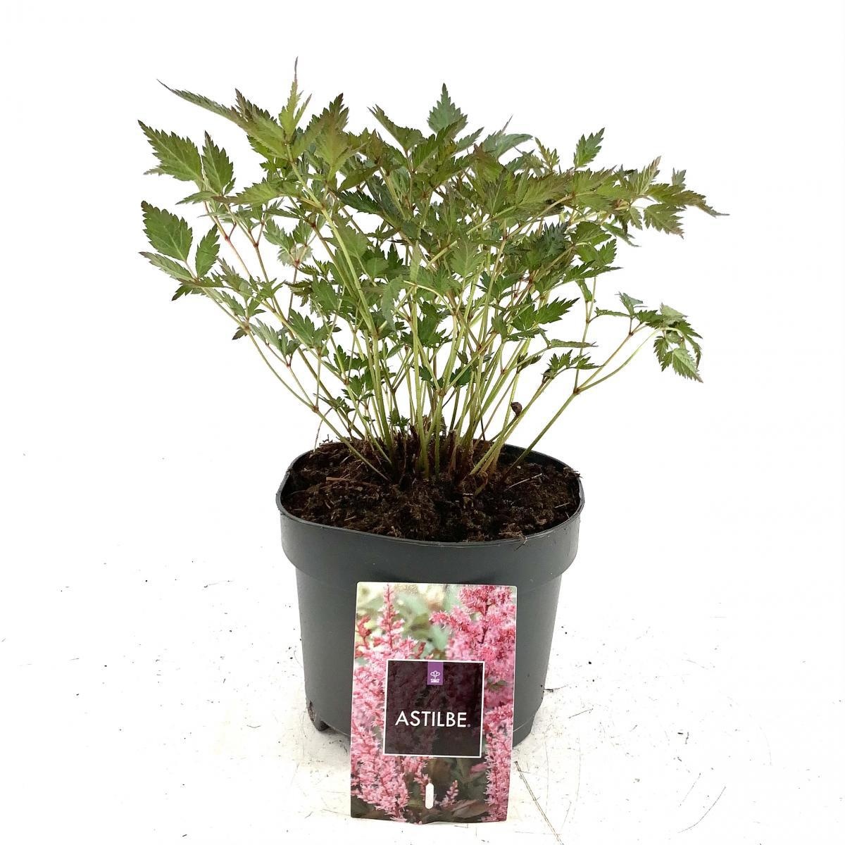 Astilbe japonica, rose, D 17 cm