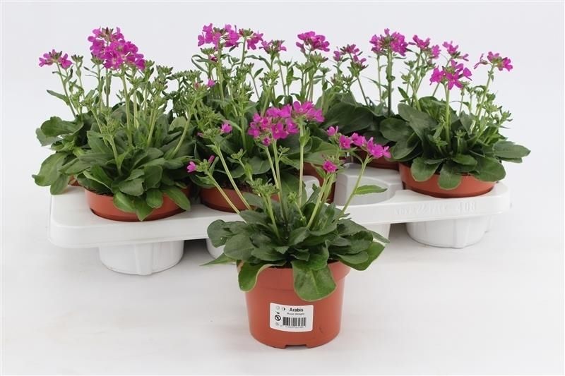 Arabis Rose Delight, D 13