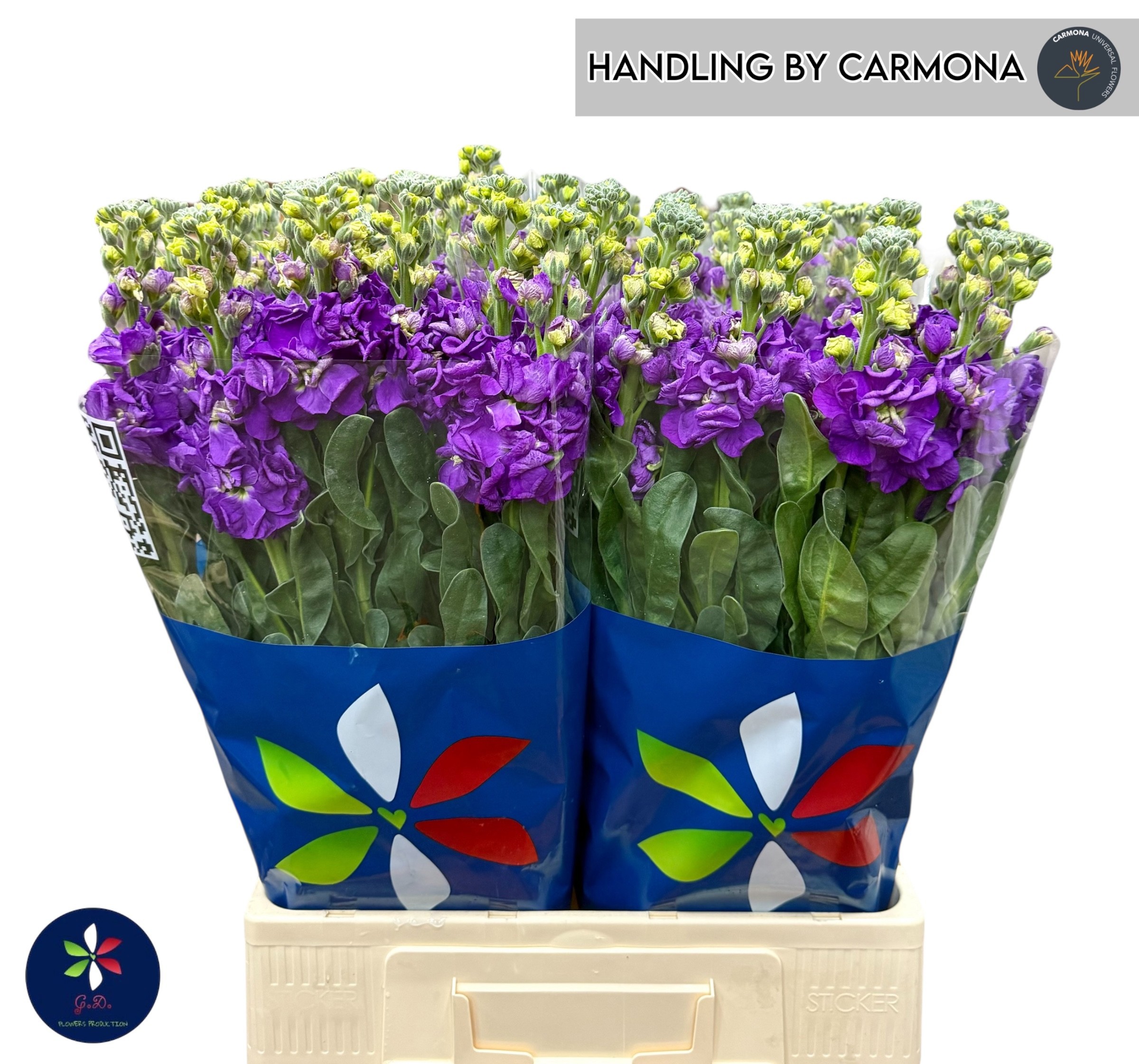 Маттиола од. Айрон Перпл 70, шт. Маттиола од. Айрон Перпл 70, шт.