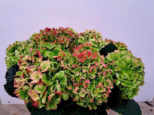 Гортензия Ивоор Классик 60, шт.