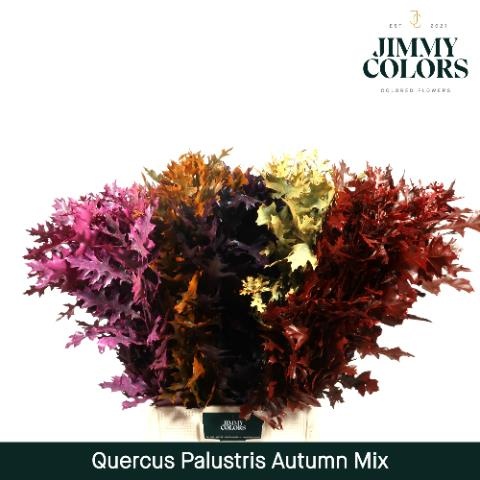 Кверкус Палюстрис Овериг Крашеный (краш. ) 80, шт.