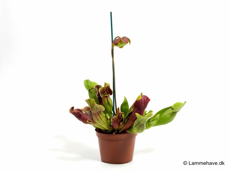 SARRACENIA PURPUREA 'GREEN', D 13 cm