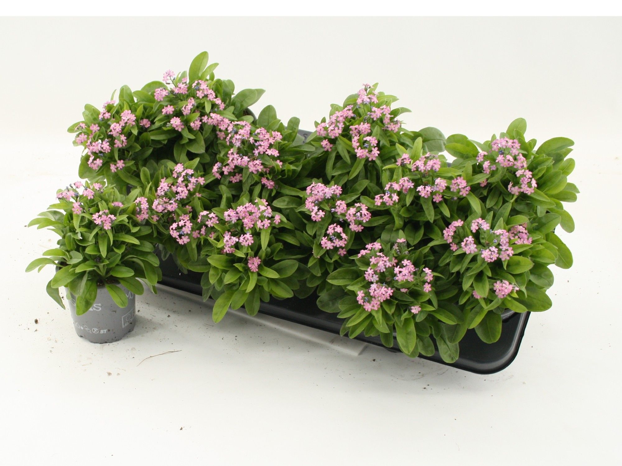 Myosotis sylvatica Mon Amie Pink, D 10,5