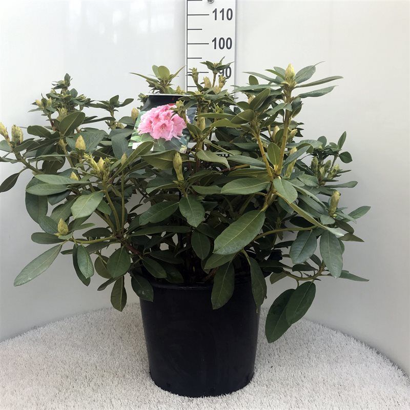 Rhodo. 'Albert Schweitzer' pink spot, D 40 cm