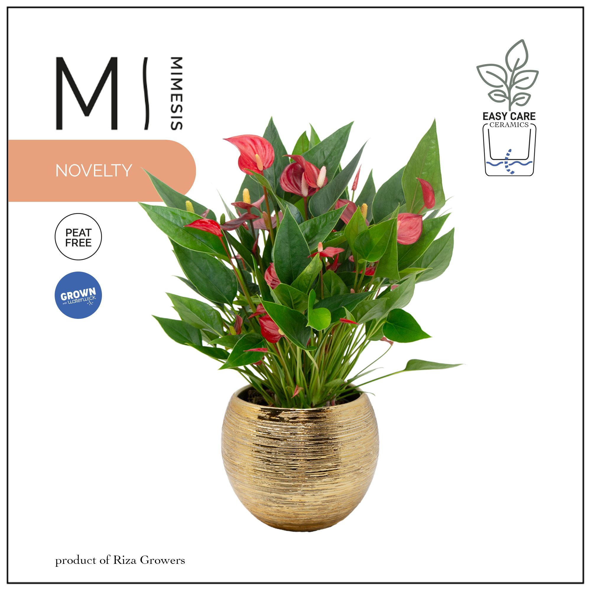 Mimesis Anthurium KARMA Million - Brush Gold, D 12