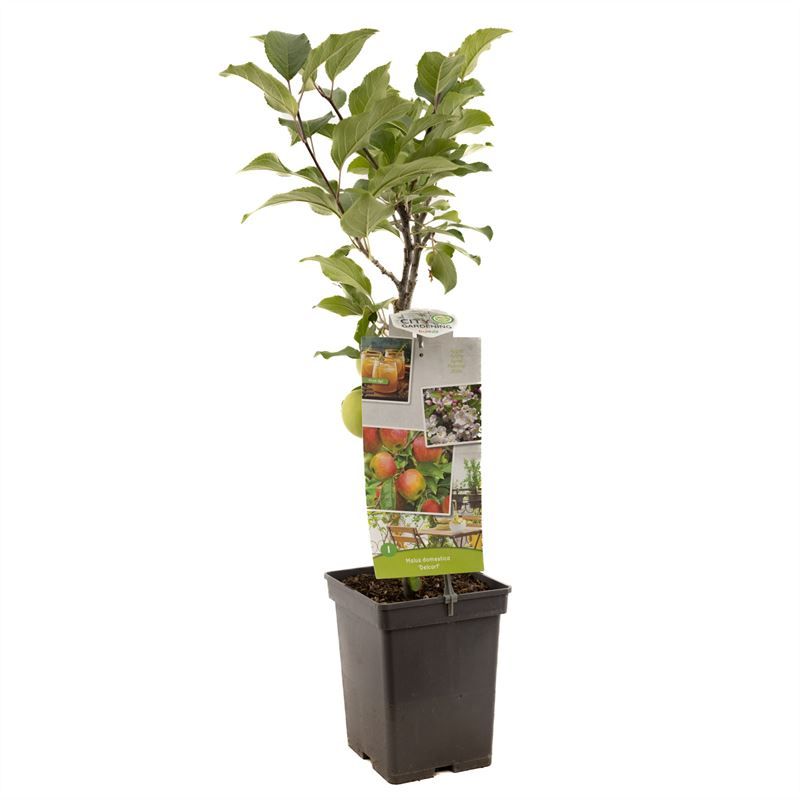 Malus dom. Delcorf Patio Handappel, D 18