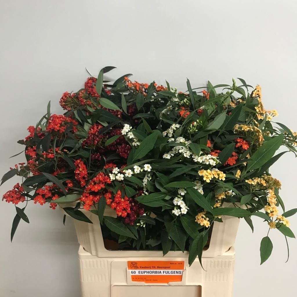 Эуфорбия куст. Микс 70, шт.