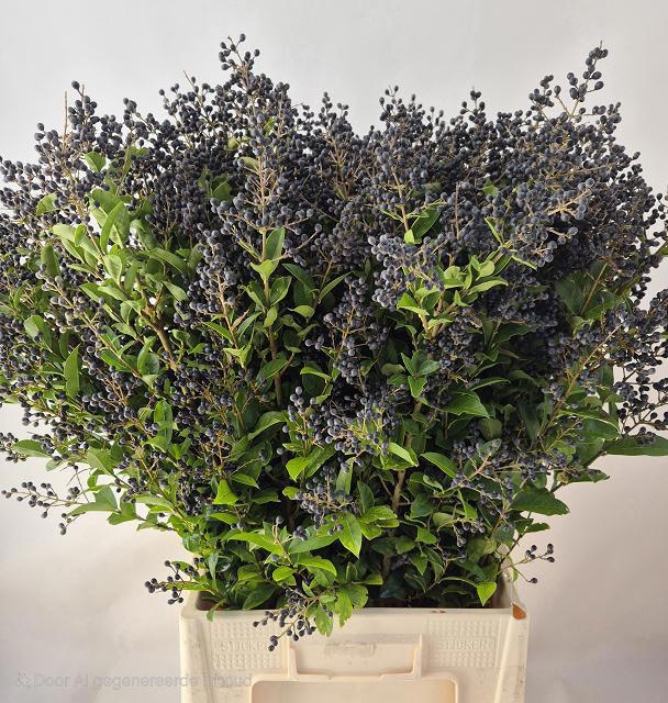 Лигуструм Либель 80, шт.