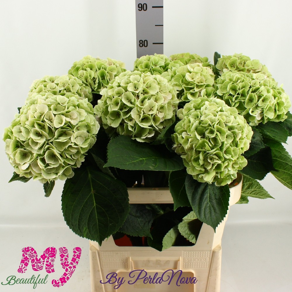 Гортензия Май Бьютифул Матча Классик 80, шт.