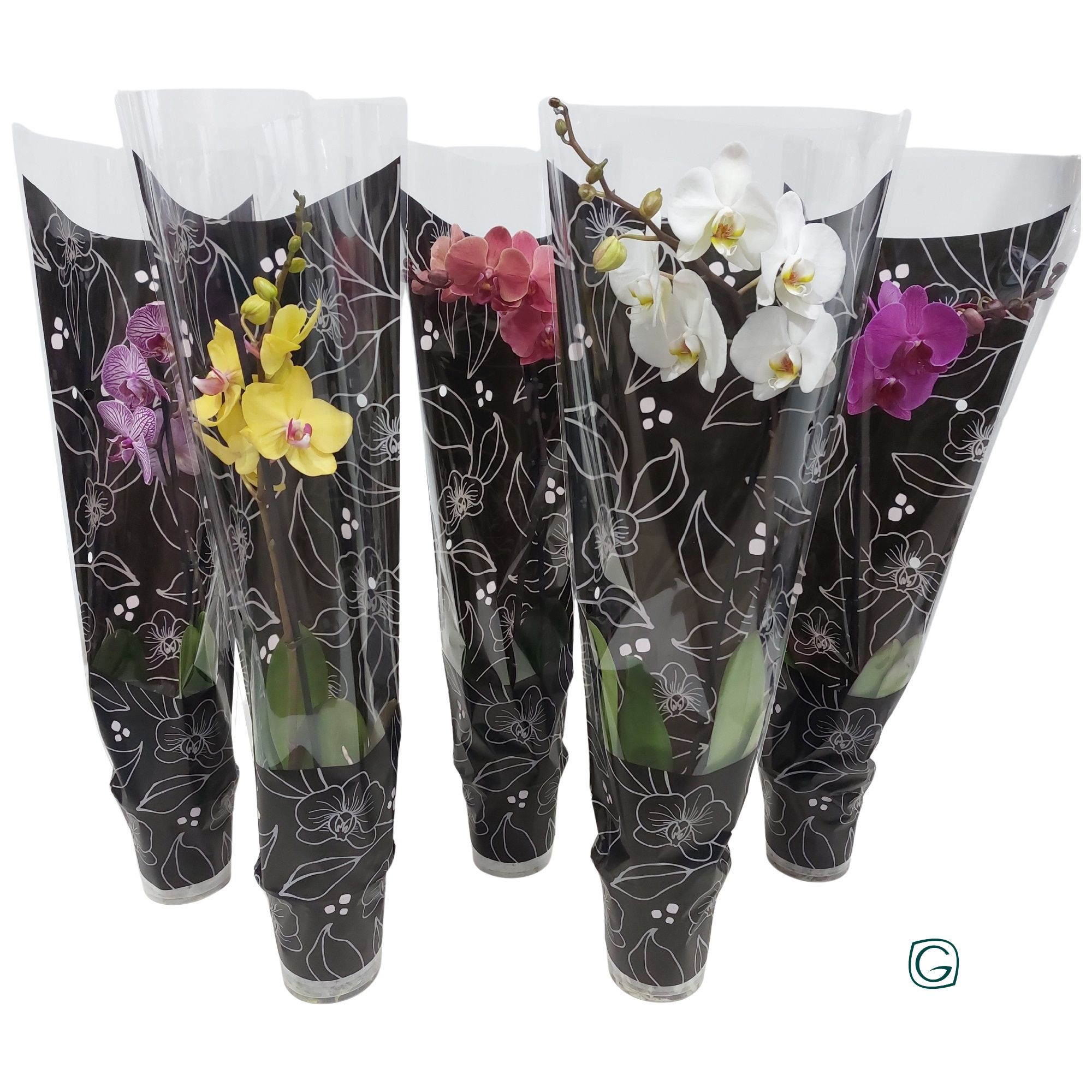 Phal. 1 tk mix Glamour-black, D 12