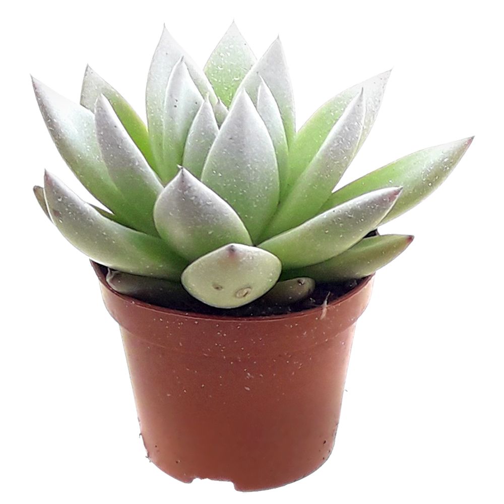 Miranda coloured festival white, D 6 cm