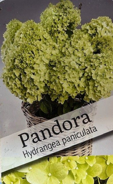 Hydrangea pan. 'Pandora' P29, D 29