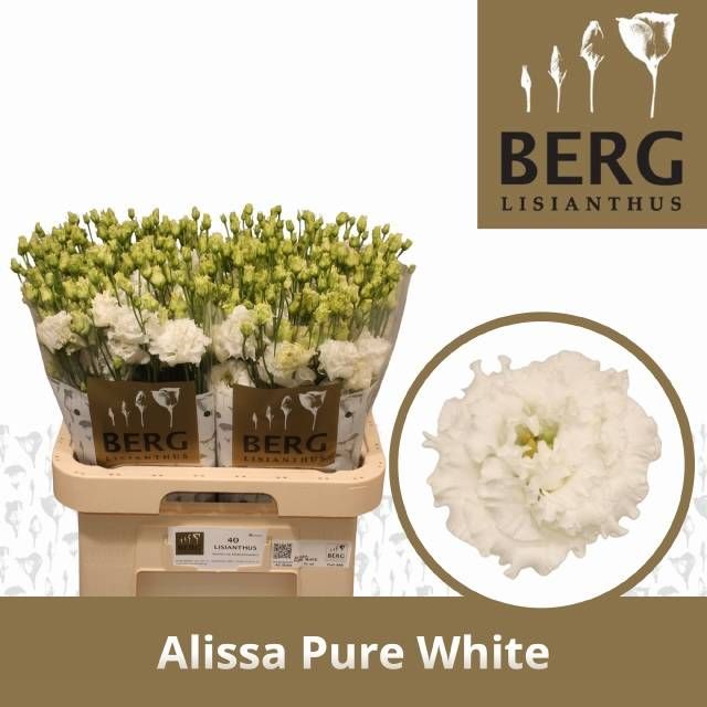 Эустома Алисса Пьюр Вайт 70 (бел.), шт.