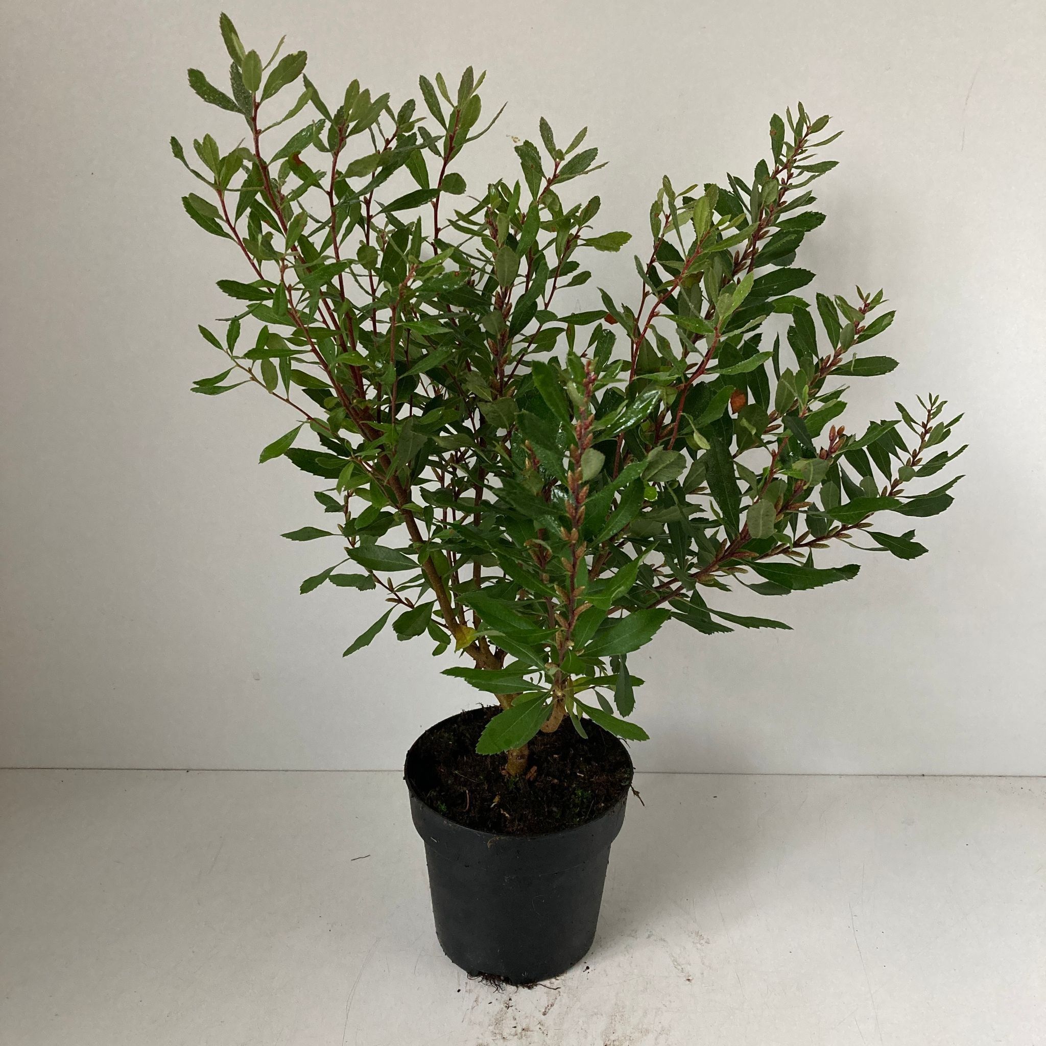 Myrica gale, D 13