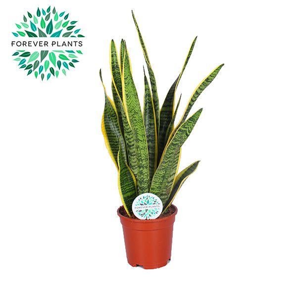 Sansevieria Laurentii p17 (niet MPS gecertificeerd), D 17