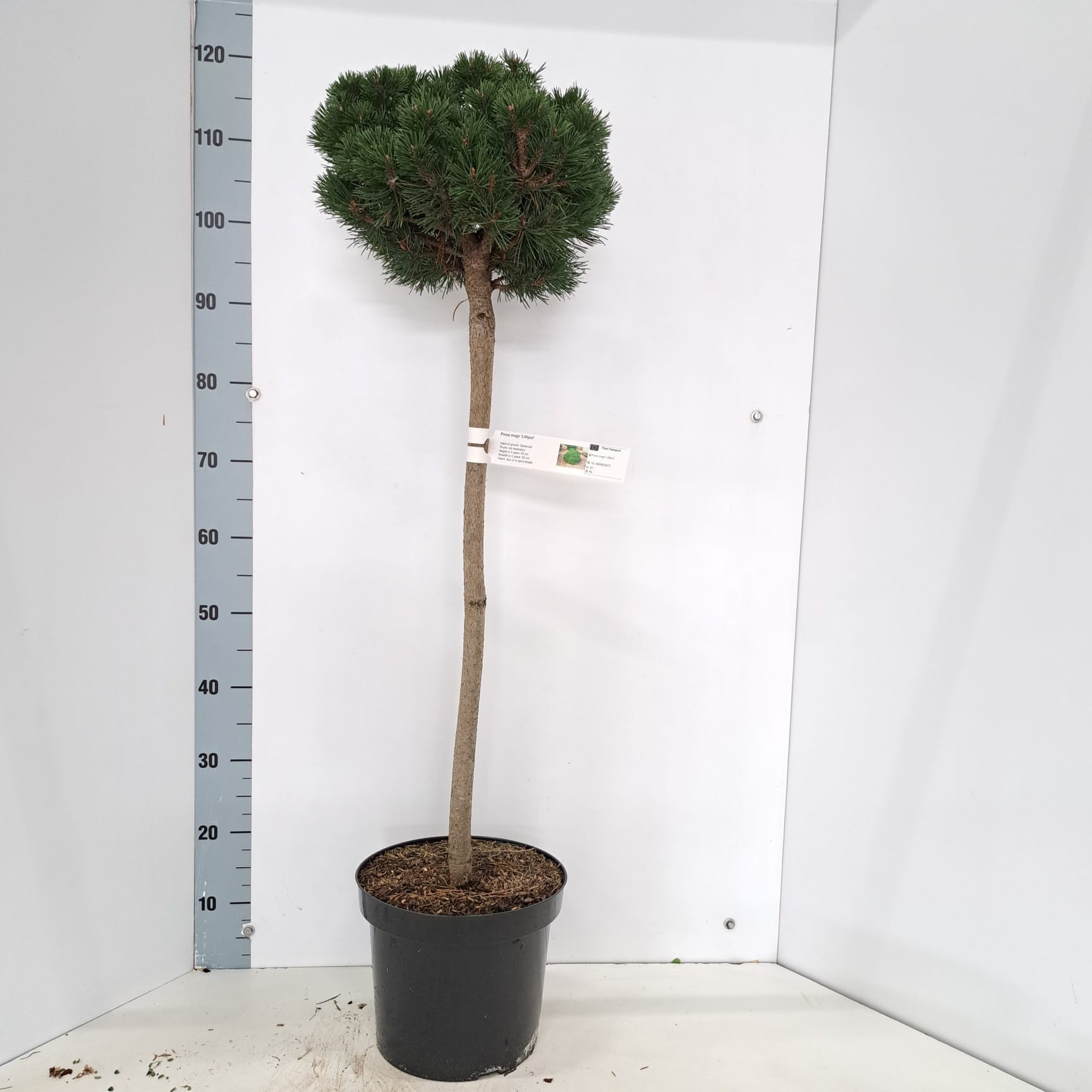Pinus mugo 'Lilliput' --stam 60, D 26