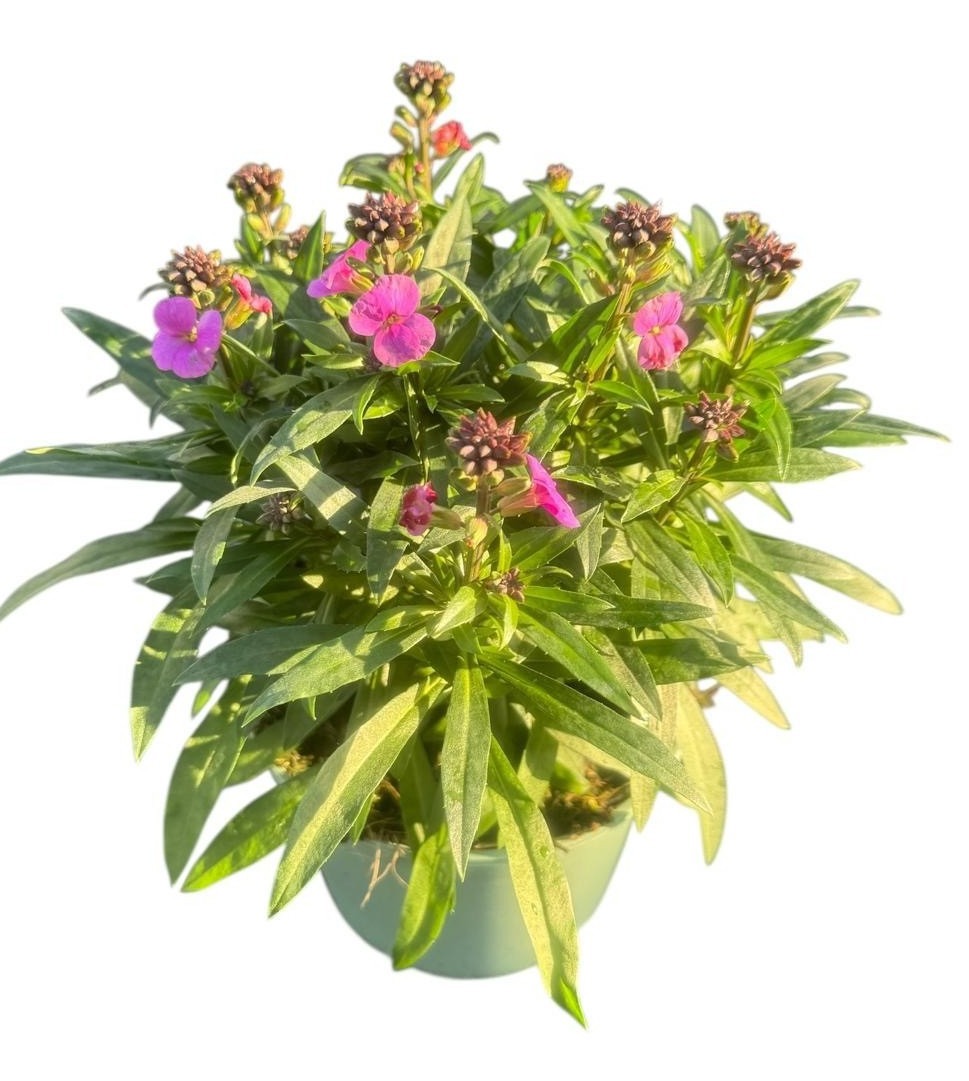 Erysimum Lilac Glow, D 17