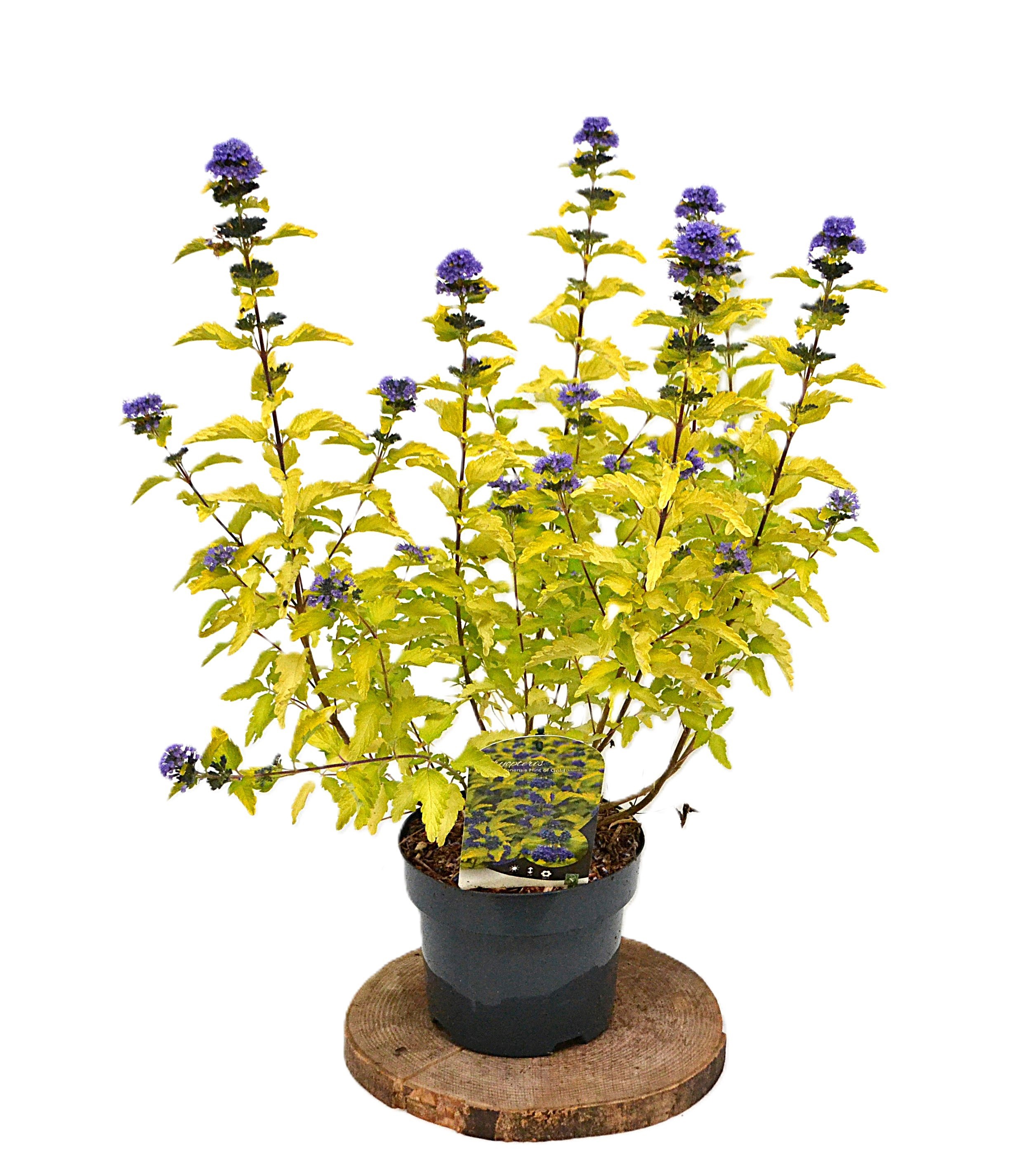 Caryopteris clandonensis 'Hint of Gold' C3, D 19