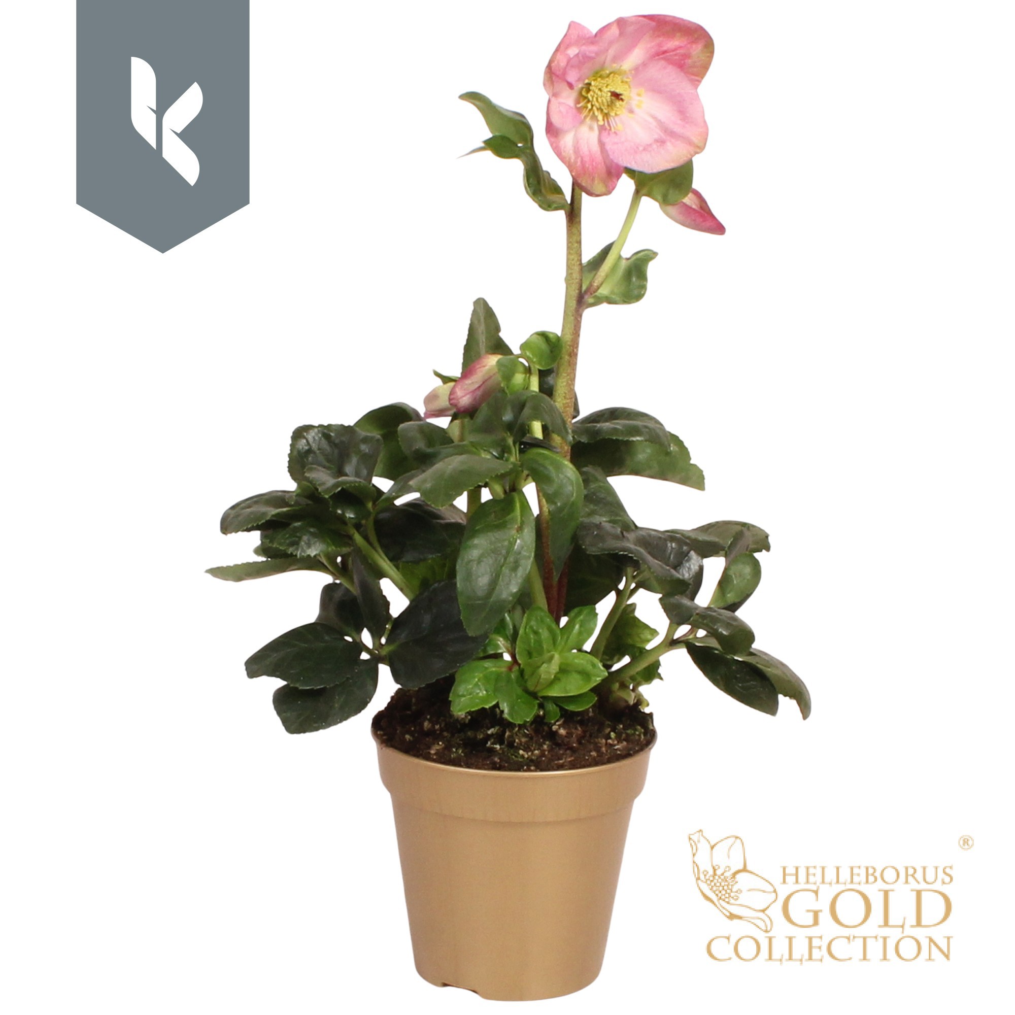 HGC Helleborus Winter Ballet Pink in gouden pot, D 13 cm
