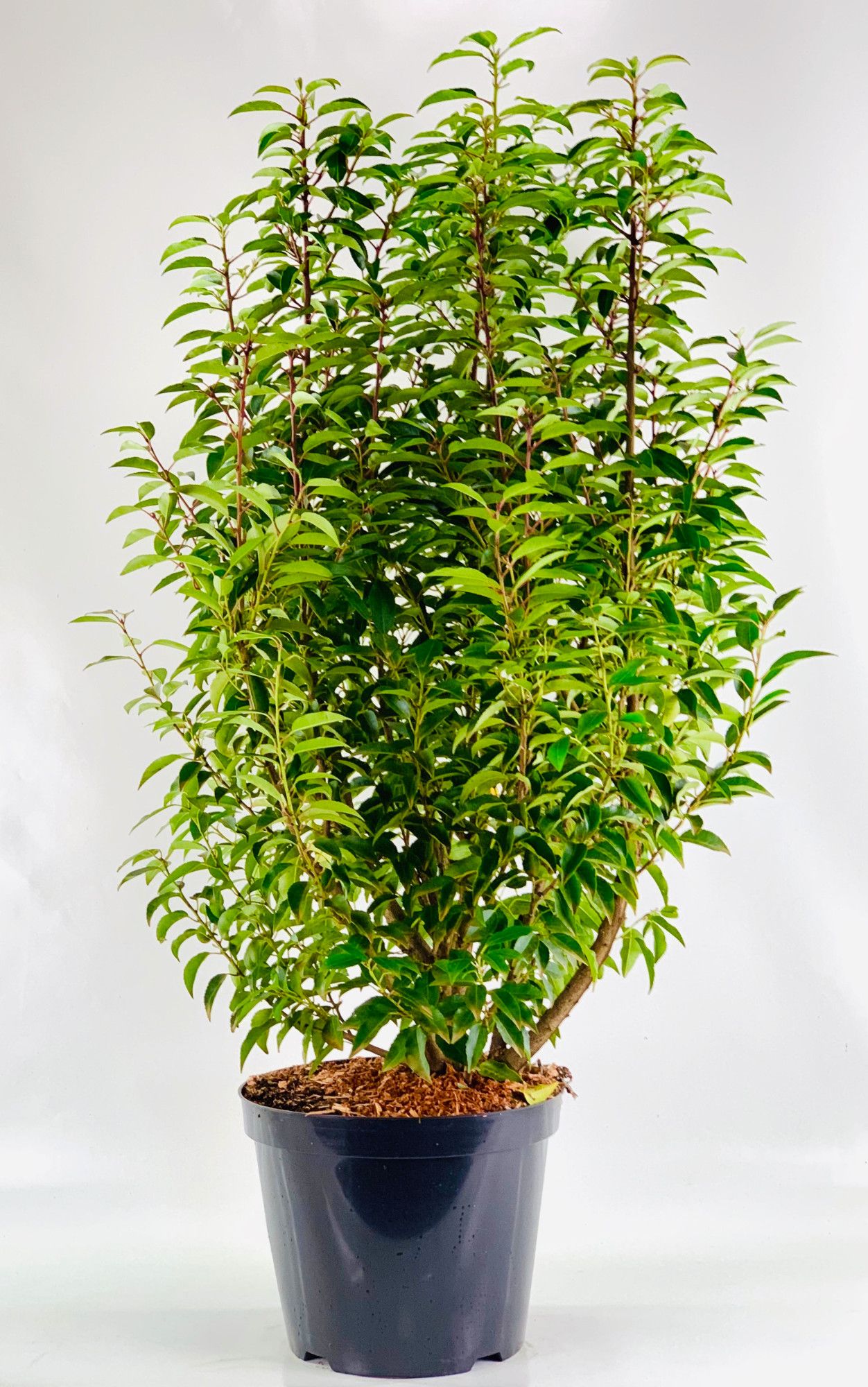 Prunus lus. 'Angustifolia' 100-125 cm, D 31