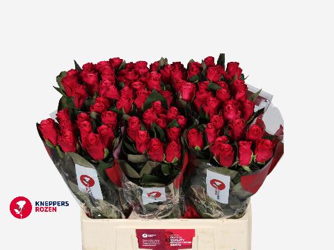 Роза од. Такази+ 60, шт.