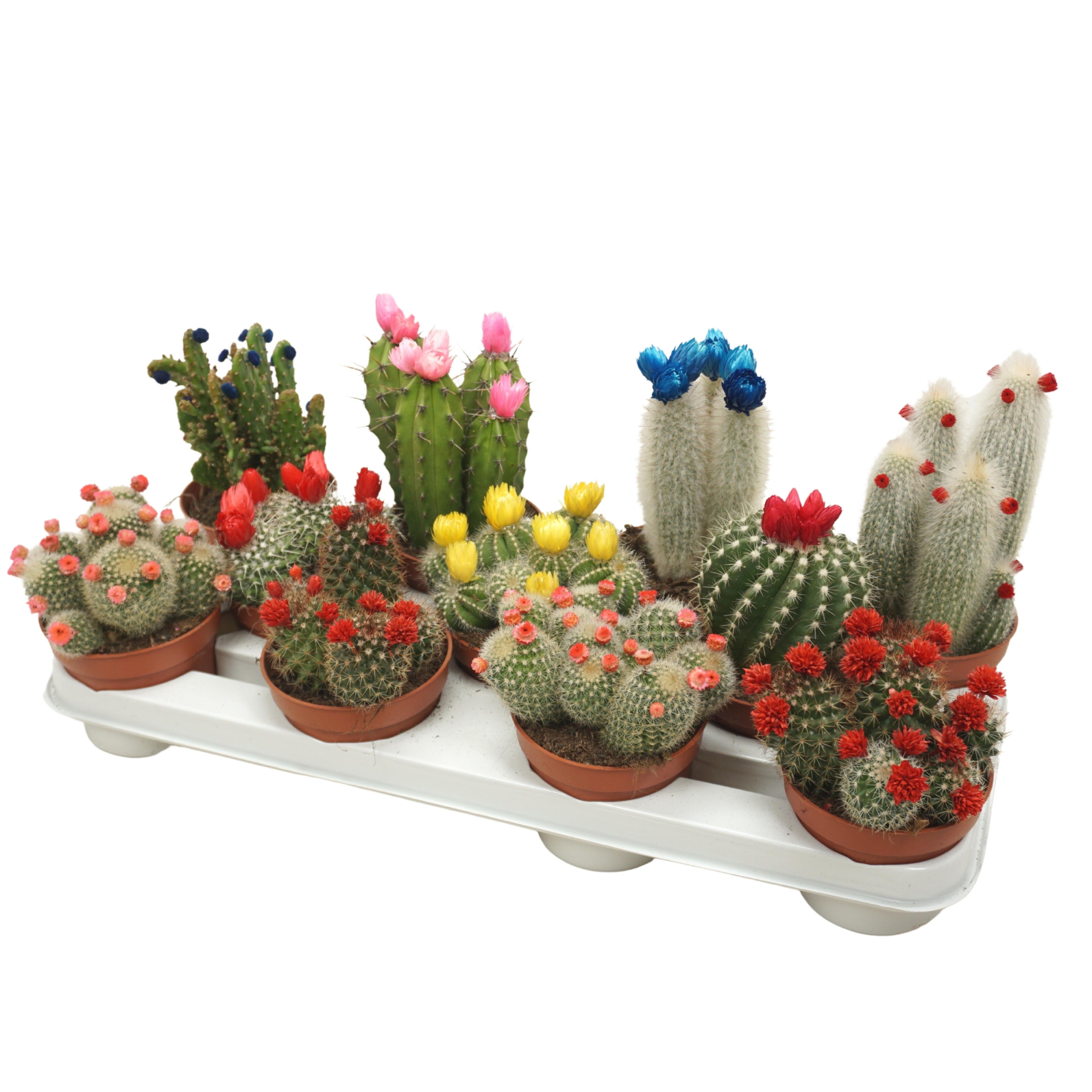 Cactus mix strobloem 10,5 cm, D 10,5