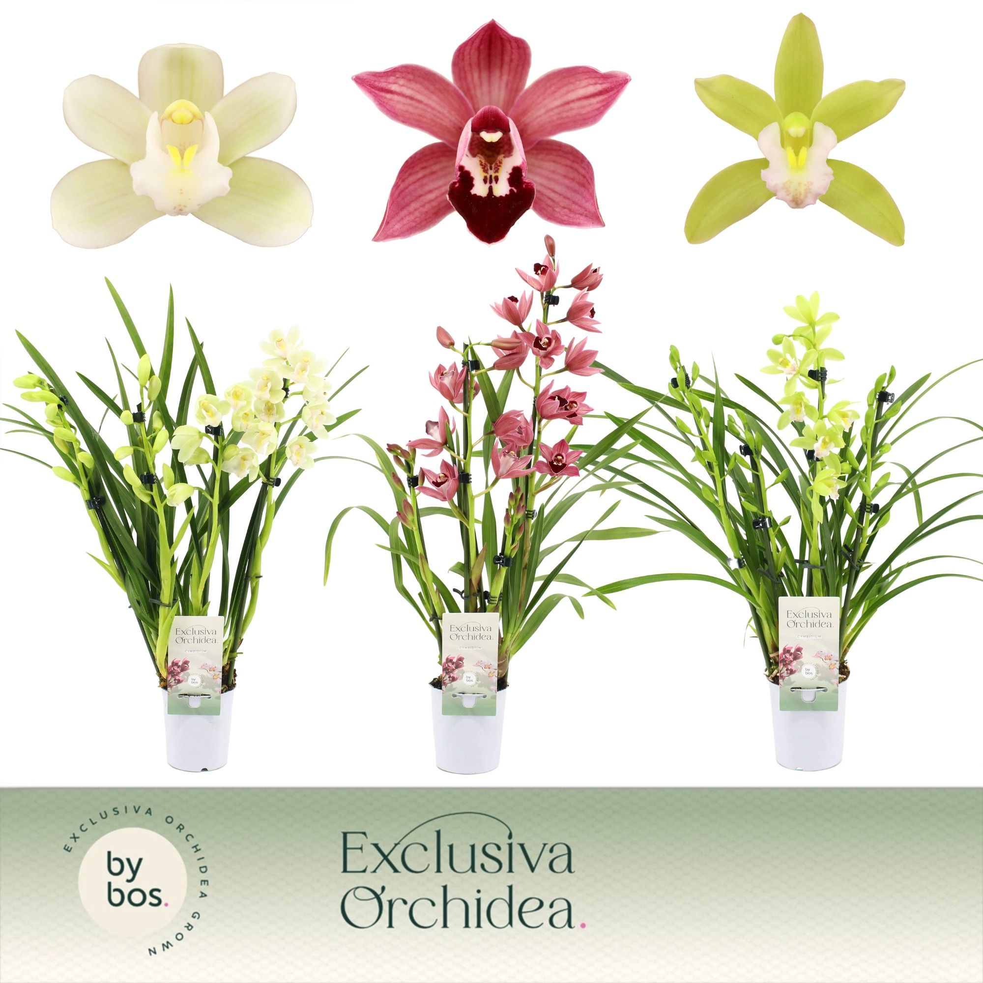 Cymbidium, Mix 3/4-spike 'Exclusiva Orchidea' P9, D 9
