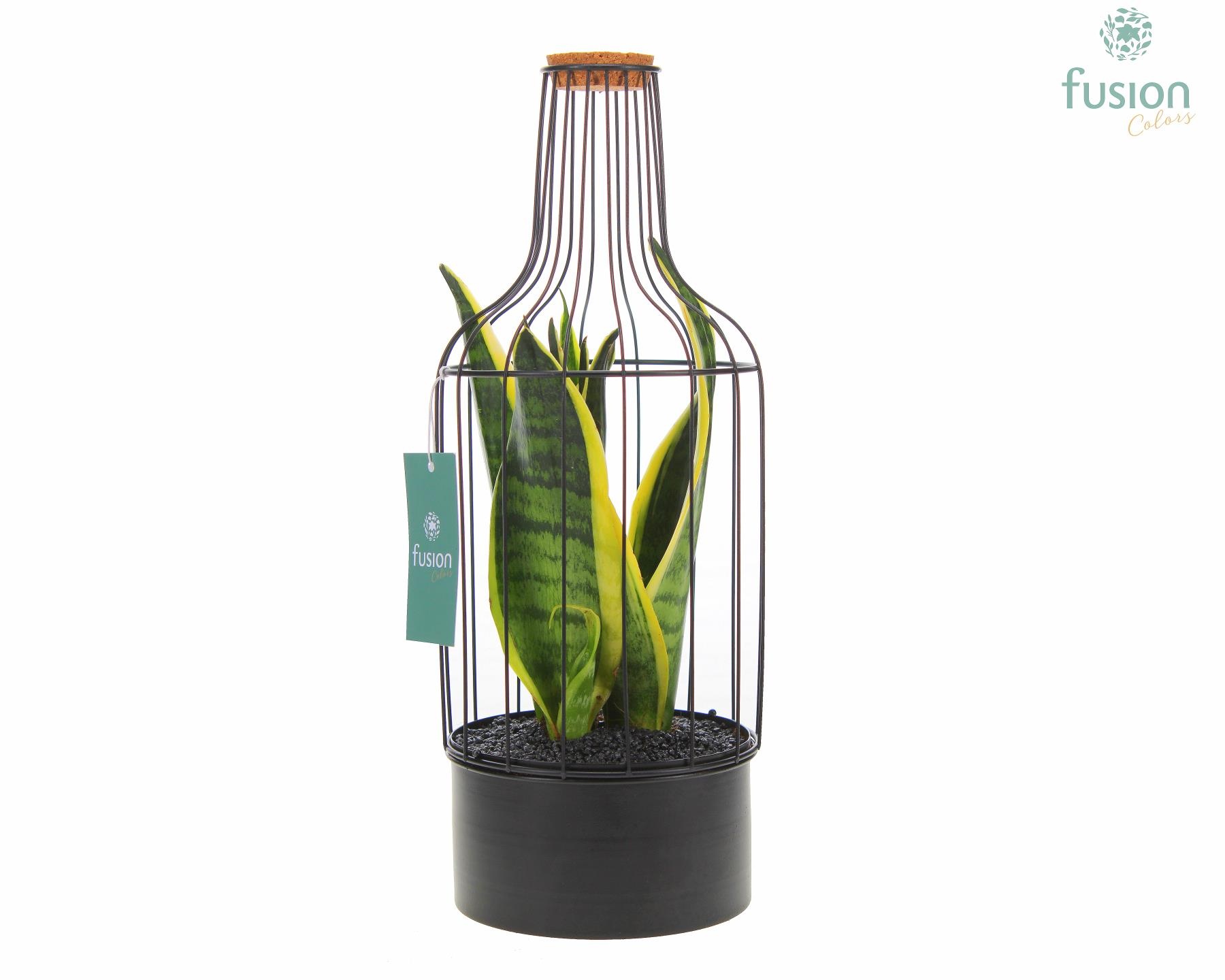 Metaal fles zwart Medium met Sansevieria, D 15