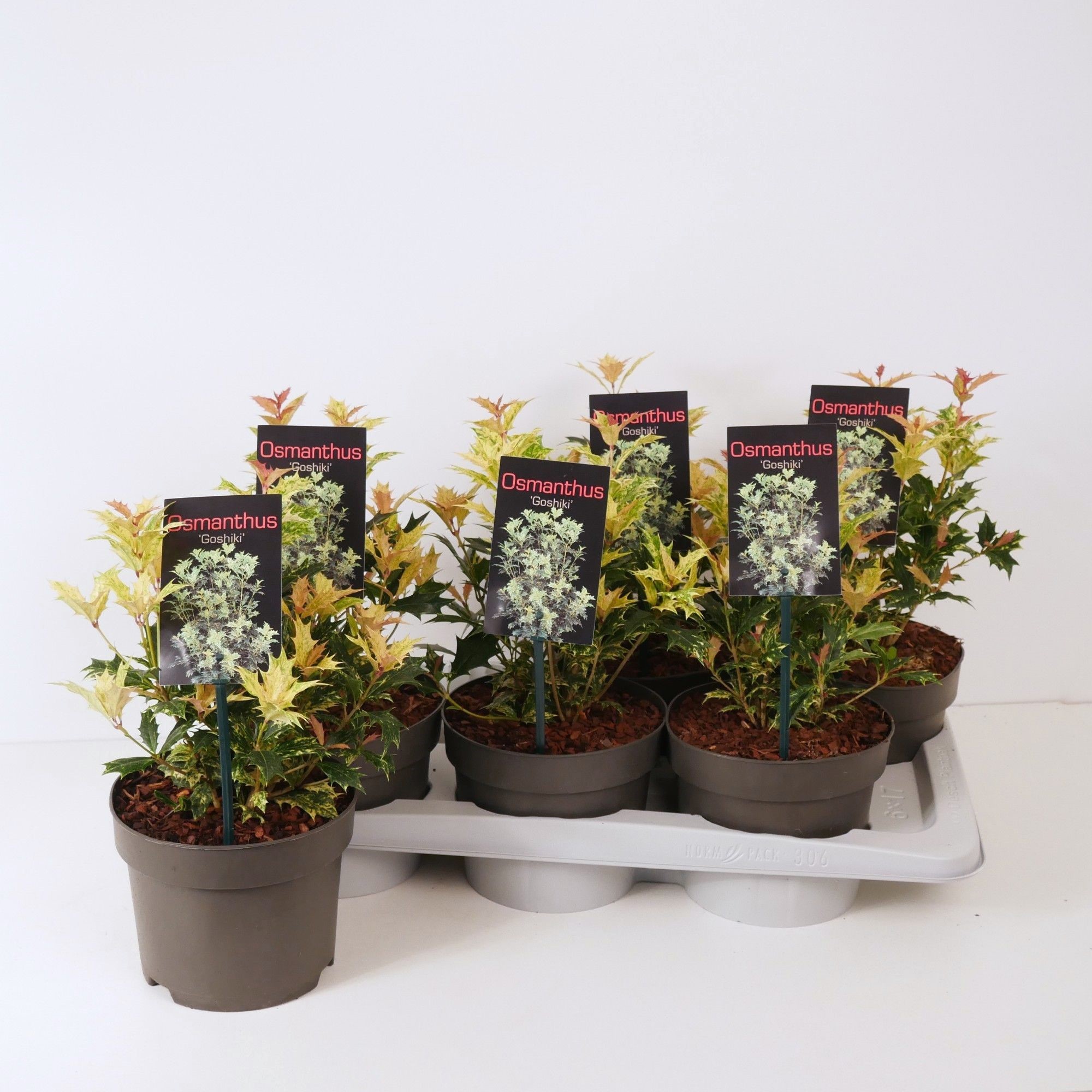 Osmanthus heter. 'Goshiki' P17, D 17