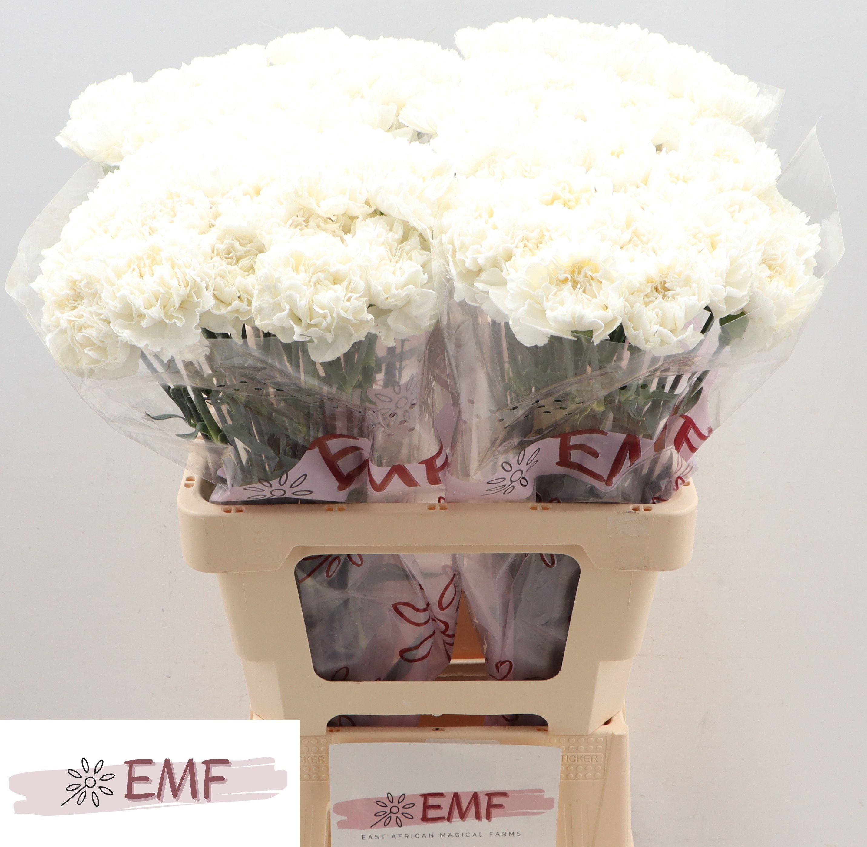 Диантус од. Холли, шт.