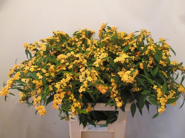 Эуфорбия куст. Коньяк Барон 80, шт.