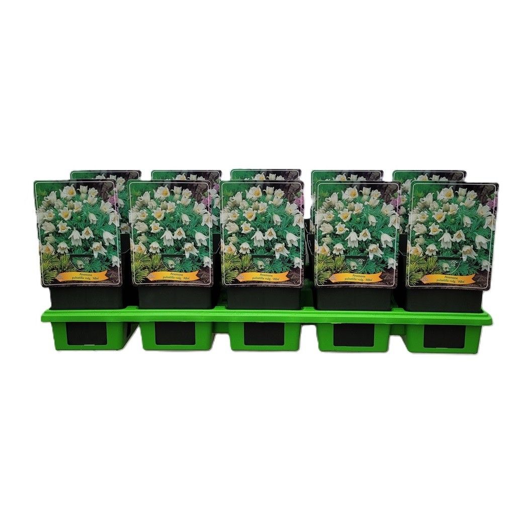 Pulsatilla vulgaris 'Alba' P11, D 11