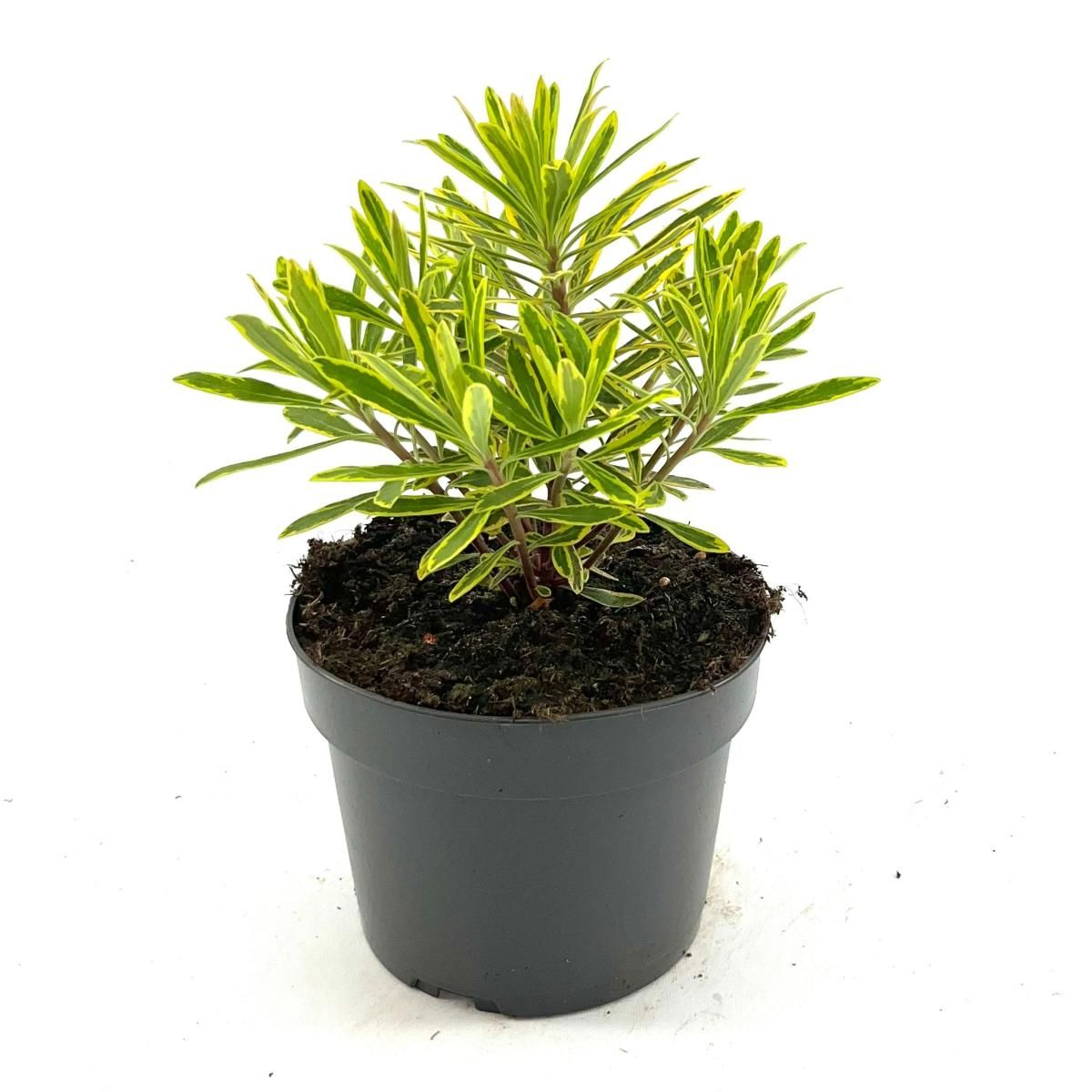 Euphorbia 'Ascot Rainbow', D 17 cm