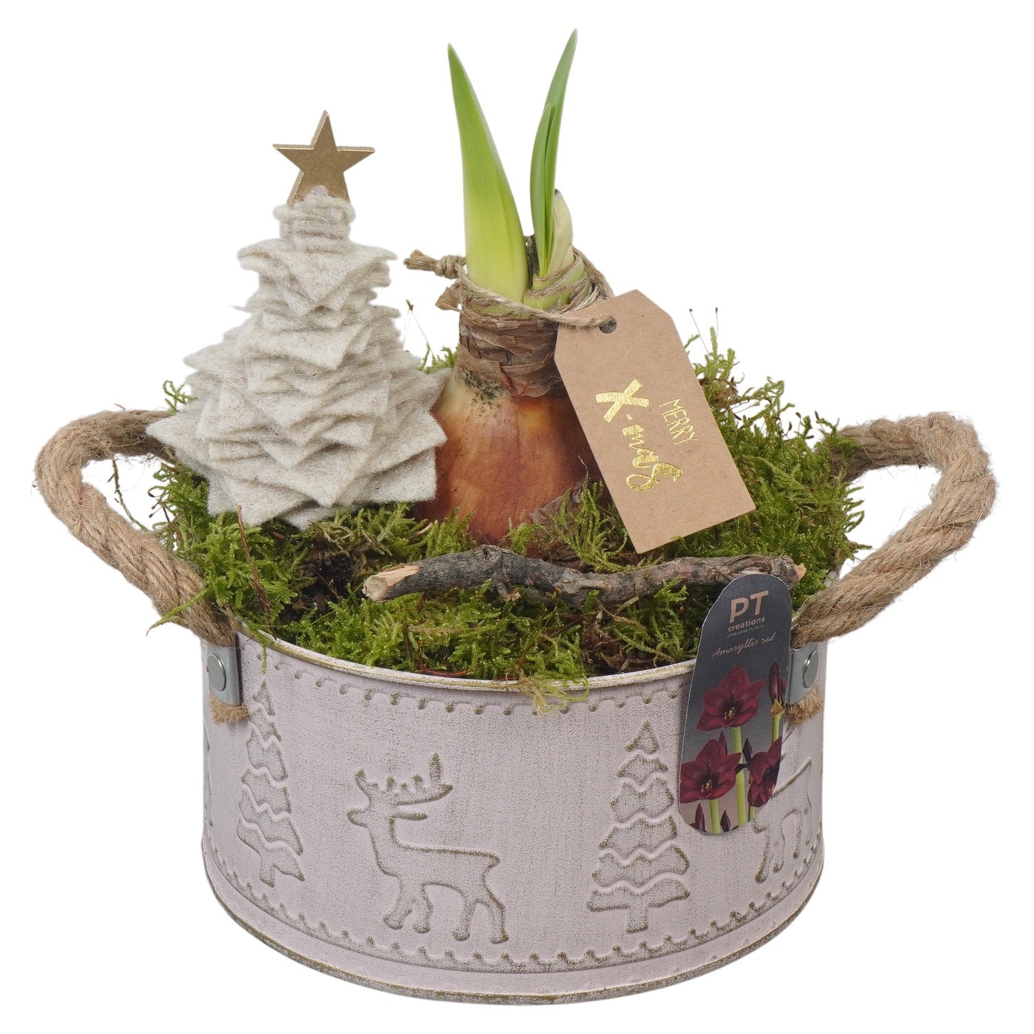 PTACH2465 Arrangement Amaryllis Christmas in metalen schaal, D 16