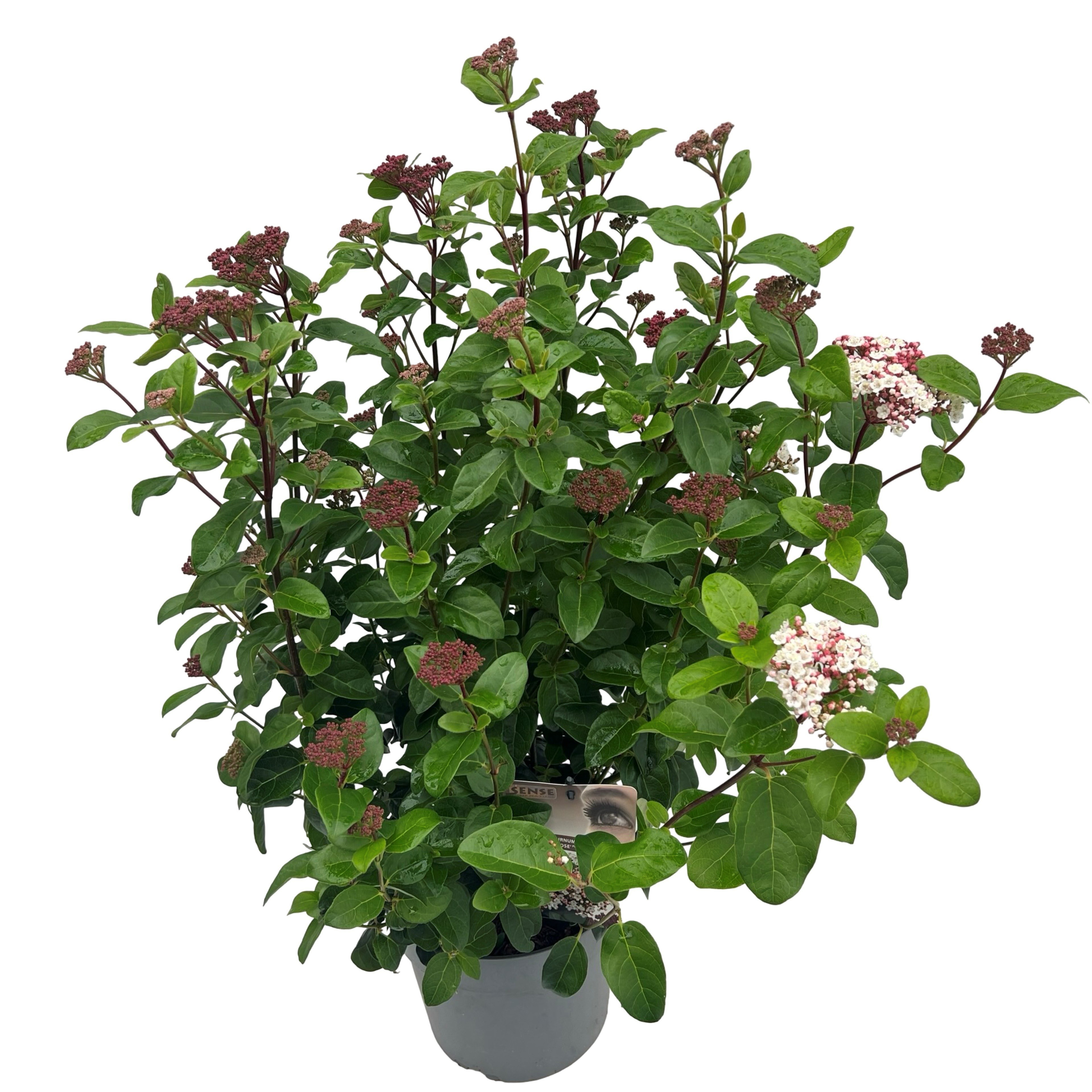 Viburnum 'Lisa Rose' ® sense, D 23 cm Viburnum 'Lisa Rose' ® sense, D 23 cm