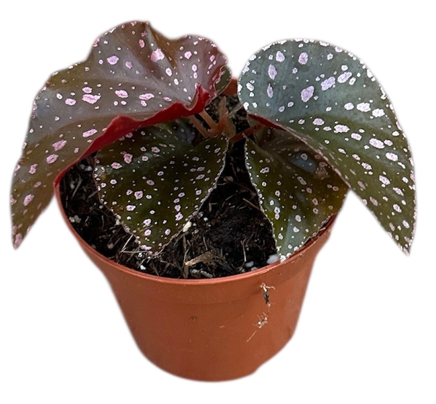 Begonia Palmata D Don, D 8