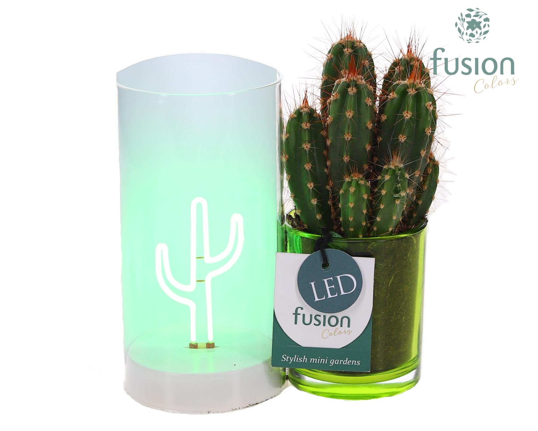 LED Duo glas met Cactus, D 15